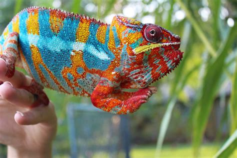 Over 12", one and half year old male veiled chameleon for sale. . Chameleon for sale near me